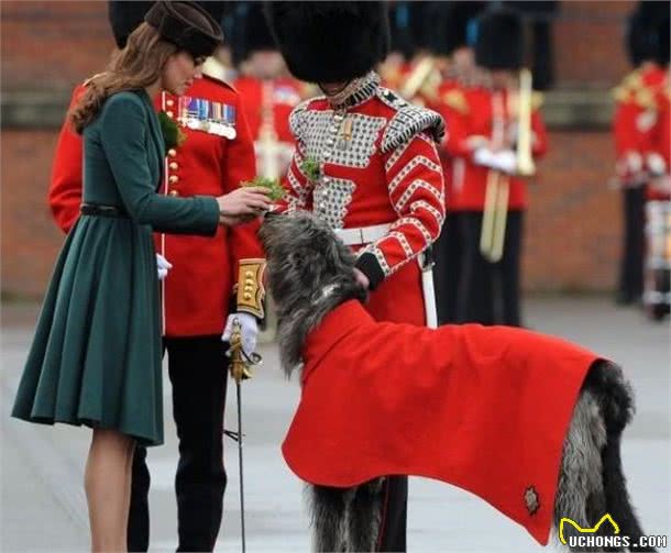 2种英国皇家护卫犬，可惜一个价高，一个没法引进，在中国遇不到