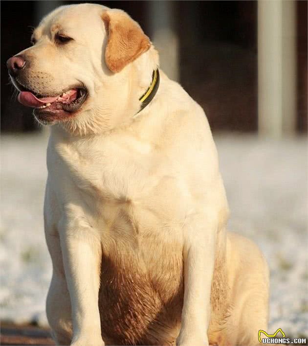 最合适家庭饲养的狗~拉布拉多犬