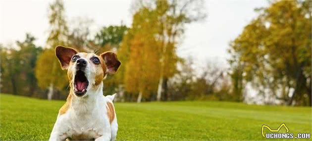 狗狗乱吠乱叫？学会这4招，让犬安静下来