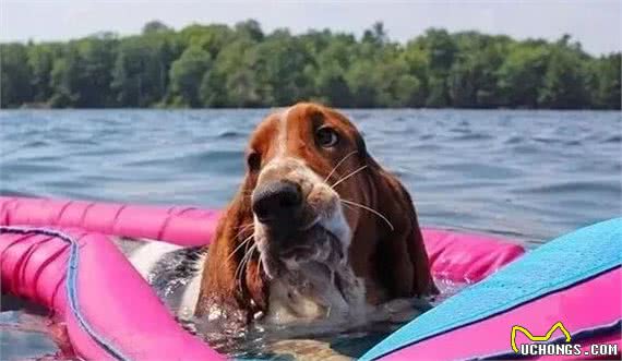 怎么养好萌萌的小短脚猎犬？你不可错过的短脚猎犬小攻略