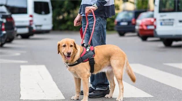 训犬秘笈！如何快速把握拉不拉多犬的训练技巧