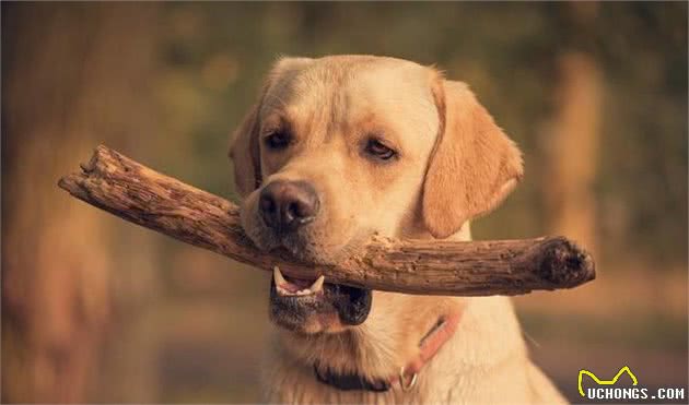 训犬秘笈！如何快速把握拉不拉多犬的训练技巧