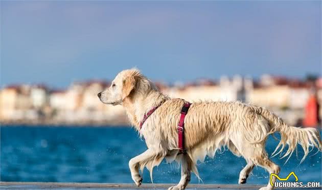 训犬秘笈！如何快速把握拉不拉多犬的训练技巧