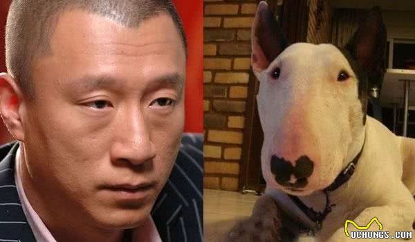 都说牛头梗犬长得像孙红雷，你知道牛头梗是什么狗吗？