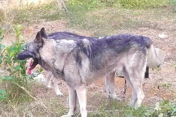 日本人战败，把这类犬留在了东北，现在成为南方度假村的专用犬