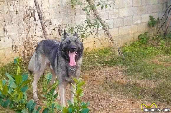 日本人战败，把这类犬留在了东北，现在成为南方度假村的专用犬