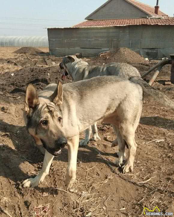 日本人战败，把这类犬留在了东北，现在成为南方度假村的专用犬