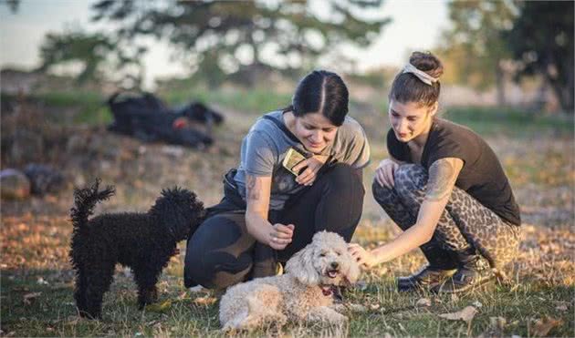 贵宾犬成长要经过的5个阶段，想成为可爱小天使还有很长的路要走