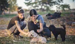 贵宾犬成长要经过的5个阶段，想成为可爱小天使还有很长的路要走