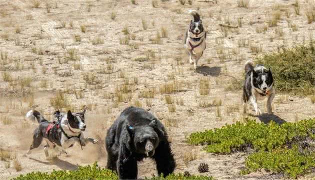 狗狗成野生动物保护专家，保护熊和旅客，还要智斗偷猎者