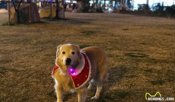 养狗遛狗能不能减肥？金毛犬主人说每天遛，半年能够胖10斤