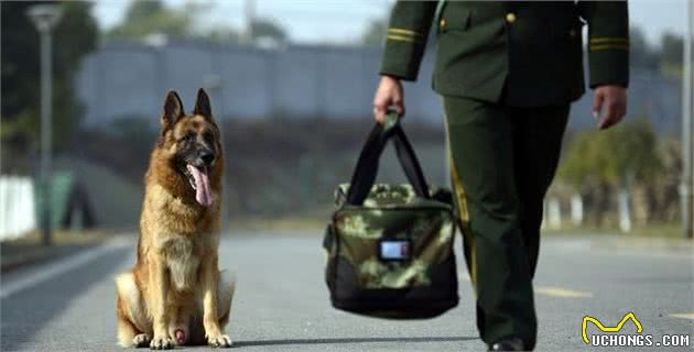 揭秘：警犬到底有多厉害？没有它很多案件破不了