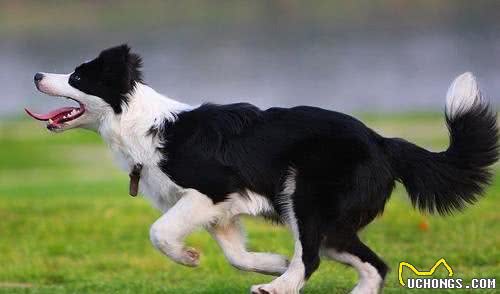 边境牧羊犬如何训练大小便训练方法及要点