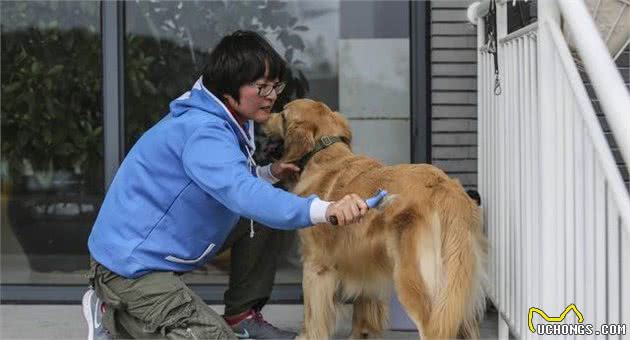 如何让犬毛发更漂亮？主人定期给它梳毛，吃这5样食物还能美毛