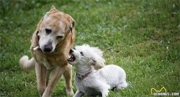 狗咬狗怎么办，需要怎么处置，还是打了狂犬就没事