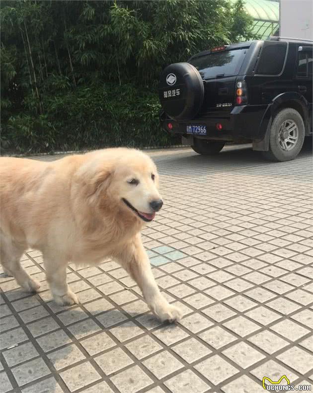 自己动手小艾教您给狗洗澡，能省下钱来买犬粮