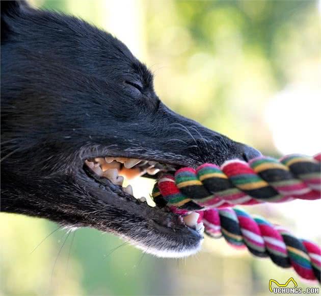 被犬咬伤该怎么办，必须不需要立刻去医院，医生提议最好是先那么处置