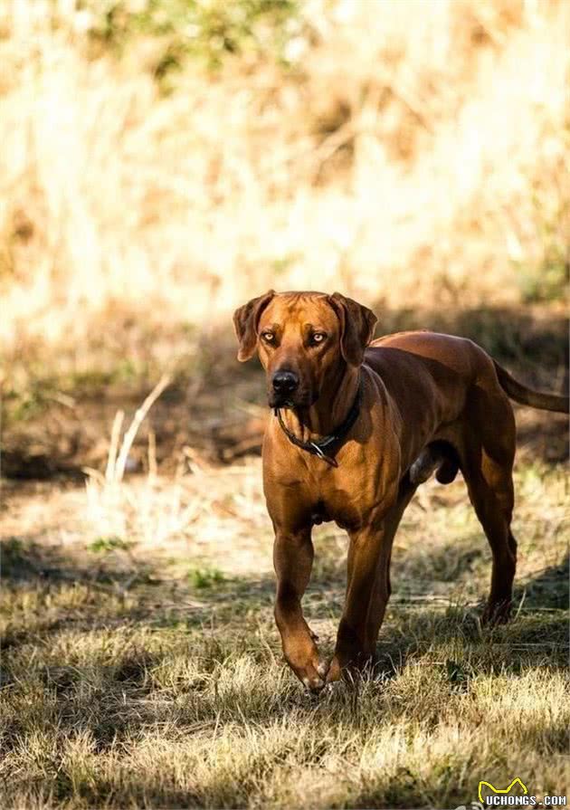 百科犬说之罗德西亚背脊犬