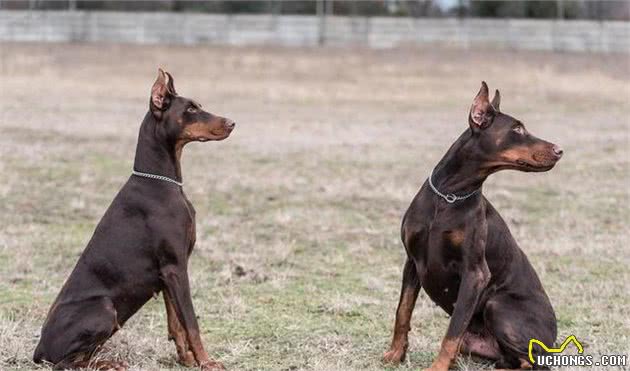 什么是犬扩张型心肌炎？该如何诊断治疗？一文告诉你