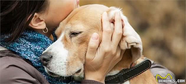 其实狗狗很容易满足，日常这7件事，都能让狗狗更爱你