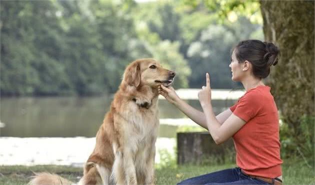 各种训犬方式大比拼！要花多少钱？哪一种更适合狗狗？