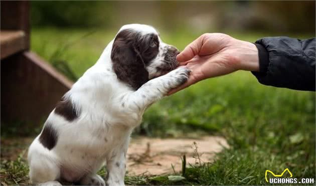 各种训犬方式大比拼！要花多少钱？哪一种更适合狗狗？