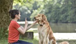 各种训犬方式大比拼！要花多少钱？哪一种更适合狗狗？