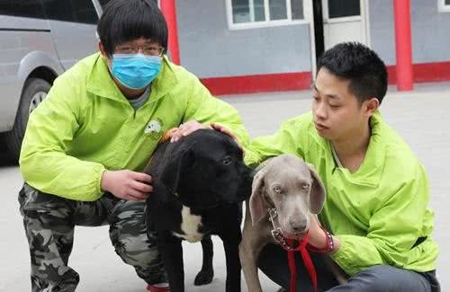 怎样训练犬的学习能力