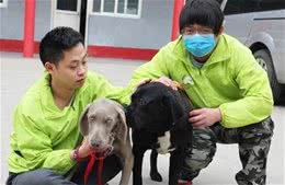 怎样训练犬的学习能力