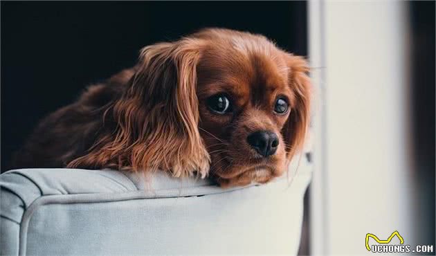 拒绝家里狗尿味，定点大小便训练说完，看看训犬师的关键建议