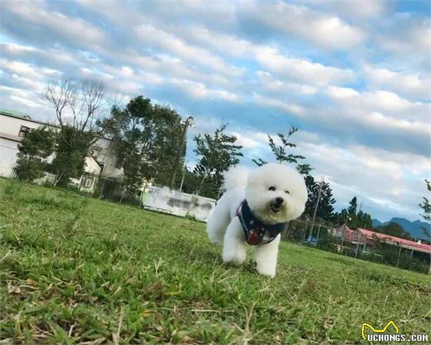 狗狗为什么会咬人？原因有5个，第五种一定得远离