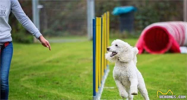 辟谣：巨型贵宾犬少人养，不只是因为城市禁养，还离不开这5点