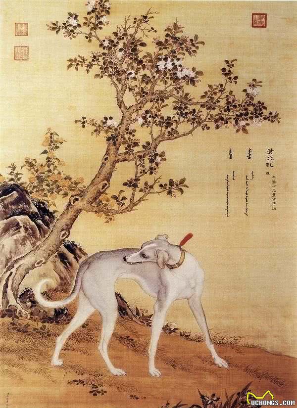 二郎神杨戬的哮天犬究竟是哪一种狗狗？