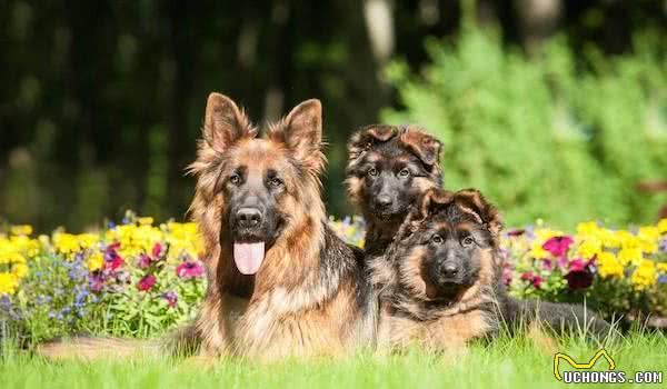 沉寂百年的德国猛犬，好像破咒而出的野兽，能力完爆德牧犬，罗威纳