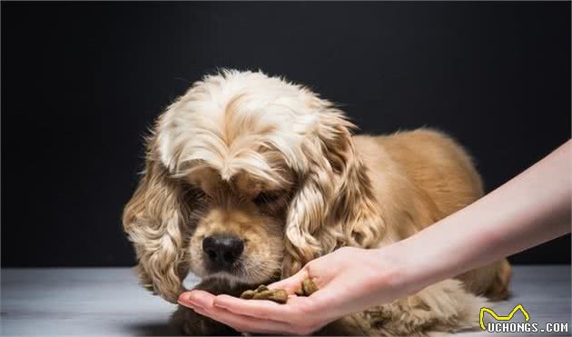 好犬粮的标准是什么？如何选购一款真正的好犬粮？