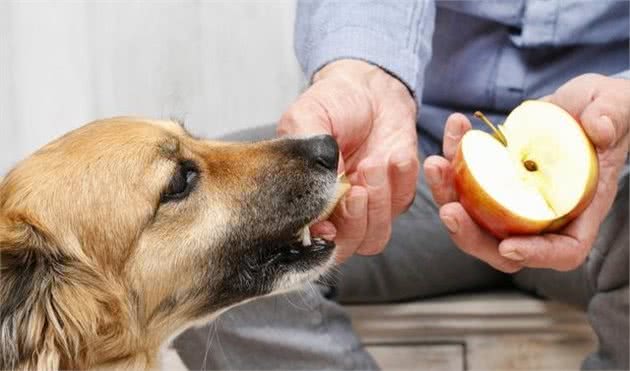 犬拉稀怎么办有什么应急办法