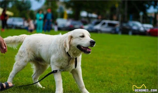 狗狗生气不得了！这几个小技巧，能让犬安静下来