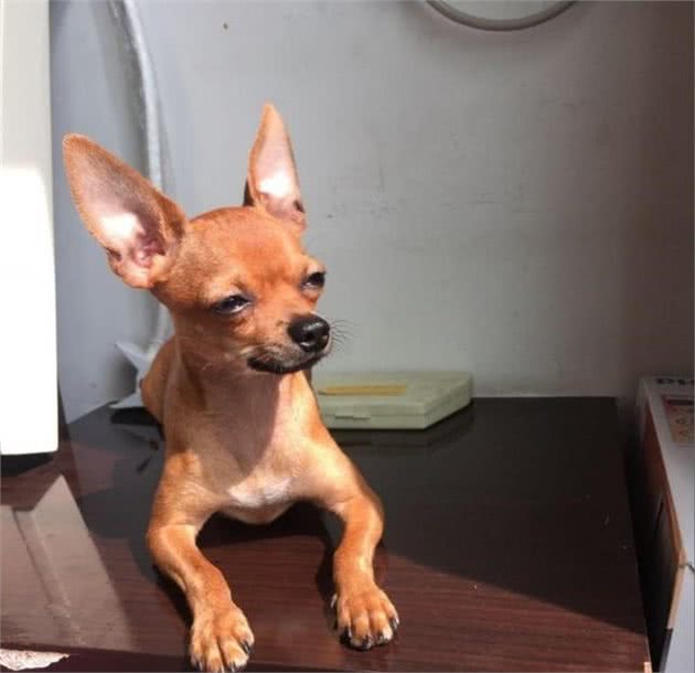 养好小鹿犬,你不可不知道的小秘密