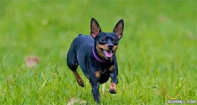 养好小鹿犬,你不可不知道的小秘密