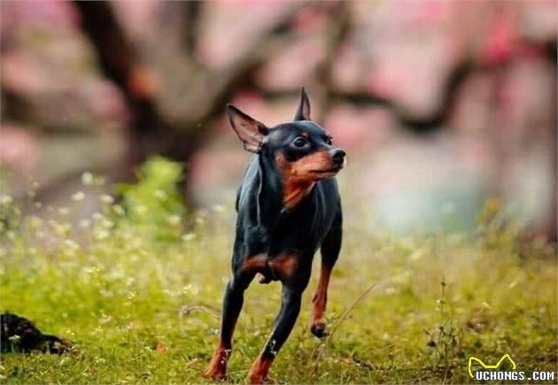 养好小鹿犬,你不可不知道的小秘密