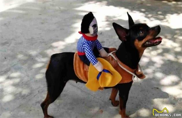 养好小鹿犬,你不可不知道的小秘密