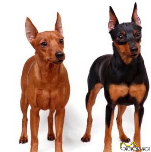 养好小鹿犬,你不可不知道的小秘密