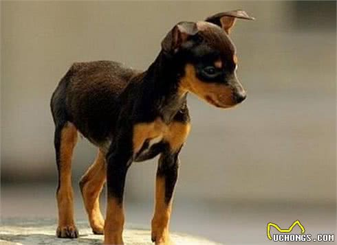 养好小鹿犬,你不可不知道的小秘密