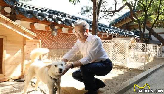 金正恩9月送给韩国的丰山犬生下6只小狗崽