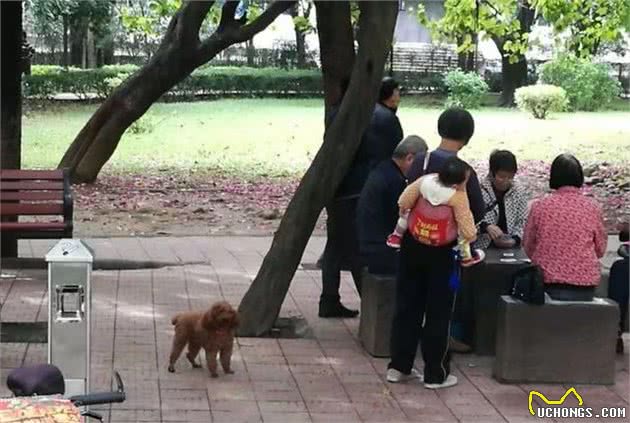 「不文明养犬曝光台」你碰着过哪些不文明养犬行为？