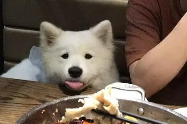 萨摩耶犬出门遛弯乱寻食，学会三点拒食方法，让爱犬防止吃坏肚子！