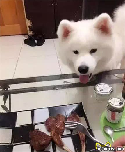 萨摩耶犬出门遛弯乱寻食，学会三点拒食方法，让爱犬防止吃坏肚子！