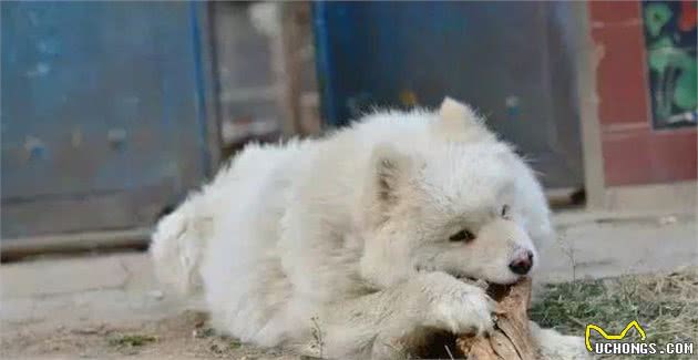 萨摩耶犬出门遛弯乱寻食，学会三点拒食方法，让爱犬防止吃坏肚子！