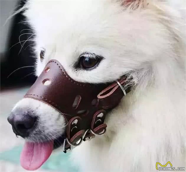 萨摩耶犬出门遛弯乱寻食，学会三点拒食方法，让爱犬防止吃坏肚子！