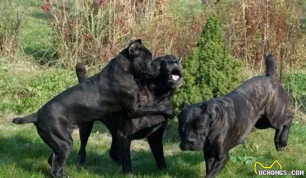 4种野兽等级的猛犬，一种混入了黑豹血统，一种拥着雄狮般的心脏